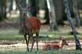 9414_biche-faon_b.jpg